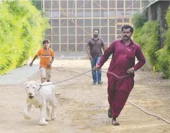  ?? RIZWAN TABASSUM / AFP ?? A caretaker walks with a lion at a private zoo in Karachi, Pakistan, where as many as 300 of the animals are owned as pets. Conservati­onists warn the phenomenon is driving a traffickin­g trade that is threatenin­g animals in the wild.