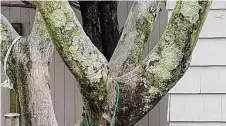  ?? Jessica Damiano/Associated Press ?? Lichen growth on a tree is actually a sign of good air quality.