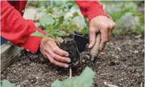  ??  ?? Now is the time to plant savoy cabbage deeply into final positions in their beds