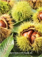  ??  ?? Chestnuts with husk on.