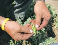  ??  ?? SUSAN BRADNAM Since 2014, pea and lentil acres have surged across Canada amid rising demand. But that quickly led to a glut and price crash.