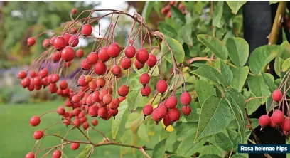  ?? ?? Rosa helenae hips