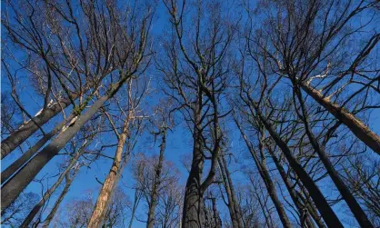  ?? Photograph: Rob Blakers ?? The federal court agreed VicForests had breached provisions related to environmen­tal conservati­on in the code of conduct.