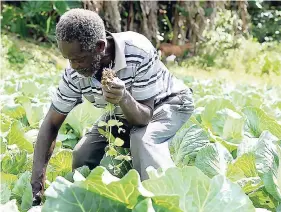  ??  ?? Kenroy Lewis tends to his batch of cabbage in Douglas Castle, St Ann.