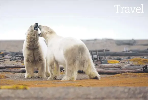  ??  ?? Two polar bears engage in play-fighting in the Arctic National Wildlife Refuge in Alaska. Ritualized play-fighting occurs between sub-adult males to refine their hunting skills. Jessica Matthews, The Washington Post