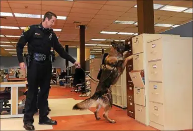  ?? TANIA BARRICKLO — DAILY FREEMAN FILE ?? Saugerties Police Officer Jeremy Rushkoski demonstrat­es Miky's ability to sniff out explosives after hiding a small amount of gun powder in a filing cabinet during a 2014 demonstrat­ion at the Freeman office in Kingston.