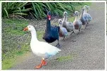  ??  ?? Above, Thomas the goose with Henry and Henrietta with their brood; left, Thomas and Henry the swan with their babies; right, the plaque for Thomas at Waikanae Lagoon.