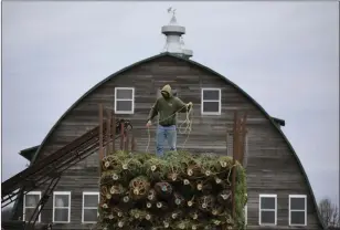  ?? Bloomberg photo by Luke Sharrett ?? Americans bought 26.2 million live trees last year, spending about $2 billion.