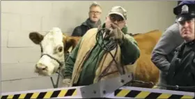  ?? KATHERINE SCOTT — 6 ABC VIA AP ?? Stormy, the cow, is led out of a parking garage Thursday after its second escape from a Philadelph­ia church’s live nativity scene. After the second escape, the church decided to use Stormy’s understudy, a cow about half her size named Ginger.