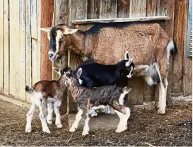  ??  ?? Your kids can learn about farm animals during a farm stay.