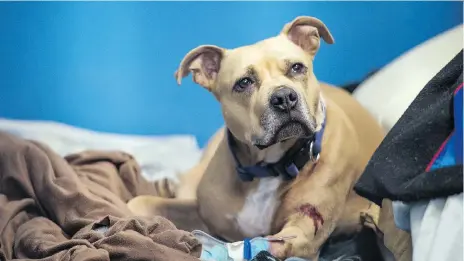  ?? BRANDON HARDER ?? Missty, a dog that was shot by a Regina police officer, receives treatment at the Animal Clinic of Regina.