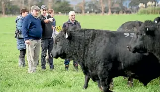  ?? PHOTO: MURRAY WILSON/FAIRFAX NZ ?? Evaluation unit bulls near Palmerston North come under the scrutiny of Peter and Stuart Nicol.