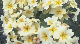  ?? ?? WELCOME TO SPRING: The dainty but incredibly tough little primrose.