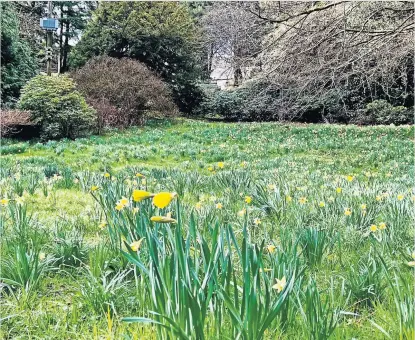  ?? ?? Pretty A bed of golden daffodils at the university campus, by Lorna Donaldson