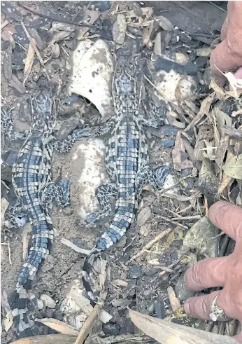  ??  ?? TIME FOR A NAP: Siamese baby crocodiles rest at the Koh Kong Reptile Conservati­on Center in Cambodia. The species is listed as critically endangered.