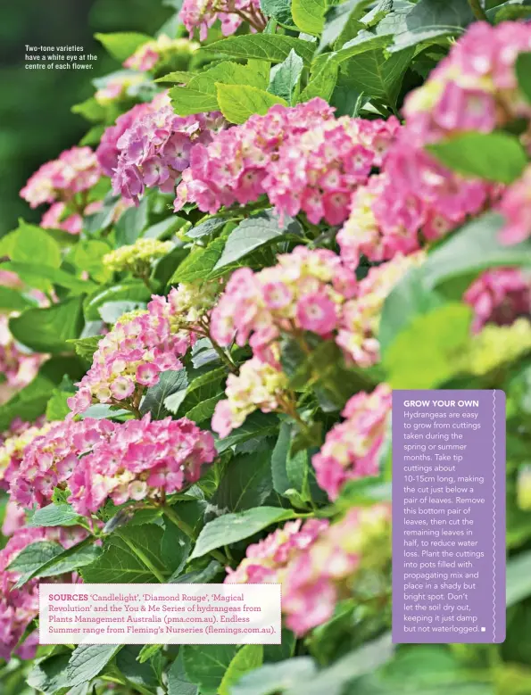  ??  ?? Two-tone varieties have a white eye at the centre of each flower. SOURCES ‘Candleligh­t’, ‘Diamond Rouge’, ‘Magical Revolution’ and the You &amp; Me Series of hydrangeas from Plants Management Australia (pma.com.au). Endless Summer range from Fleming’s Nurseries (flemings.com.au).