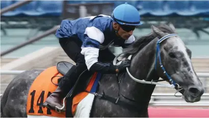  ??  ?? KEY RUNNER. The Judge is expected to be a key runner in Race 8 at Happy Valley tomorrow night.