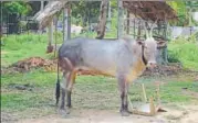  ?? VIKRAM GOPAL/HT PHOTO ?? Dalits claim Hindus are taunting them that the bull stopped eating because they entered the temple.