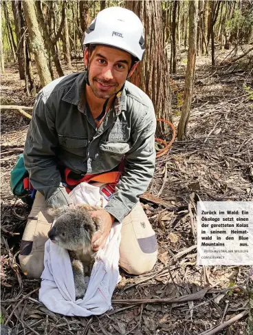 ?? FOTO: AUSTRALIAN WILDLIFE CONSERVANC­Y ?? Zurück im Wald: Ein Ökologe setzt einen der geretteten Kolas in seinem Heimatwald in den Blue Mountains aus.
Schweinfur­t.
Hamburg.