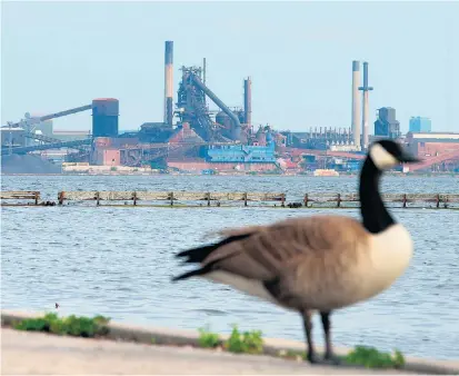  ??  ?? Eine Kanadagans kann die Grenze zwischen Kanada und den USA einfach überfliege­n. Das Stahlwerk im Süden Kanadas muss seine Produkte in den USA künftig verzollen.