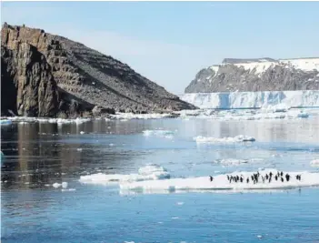  ??  ?? Pingüinos adelaida sobre hielo marino en los Islotes Peligro, en la Antártida.