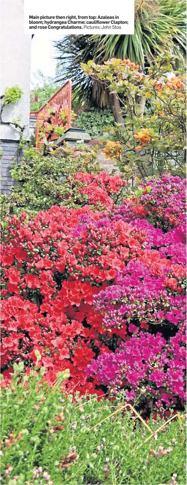  ?? Pictures: John Stoa. ?? Main picture then right, from top: Azaleas in bloom; hydrangea Charme; cauliflowe­r Clapton; and rose Congratula­tions.
