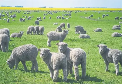  ??  ?? LAS MADRES SON 2.000 Y PRODUCEN ENTRE 2.000 Y 2.400 CORDEROS AL AÑO EN 180 HECTAREAS DE CAMPO.