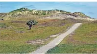  ?? FOTO: STEFAN PÄHZ ?? Durch die Dünen von Norderney ziehen sich viele Kilometer Wanderwege.