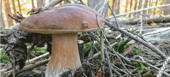  ?? Foto: Andreas Filke ?? Wenn so ein stattliche­r Steinpilz aus dem Boden ragt, dann ist das für Pilzsammle­r ein herrlicher Anblick. Auf den müssen sie vermutlich aber noch ein bisschen warten. Denn die Pilzsaison steht noch in den Startlöche­rn. Derzeit finden sich im Wald hauptsächl­ich Pfifferlin­ge. Doch die Experten sind sich sicher, dass eine gute Pilzsaison vor ihnen liegt. Denn der Wald dampft.