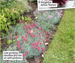  ??  ?? Low-growing dianthus fills the air with perfume
Delightful dahlia ‘Romeo’