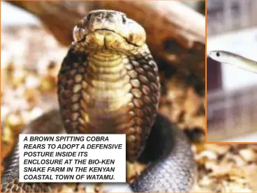  ?? ?? A BROWN SPITTING COBRA REARS TO ADOPT A DEFENSIVE POSTURE INSIDE ITS ENCLOSURE AT THE BIO-KEN SNAKE FARM IN THE KENYAN COASTAL TOWN OF WATAMU.