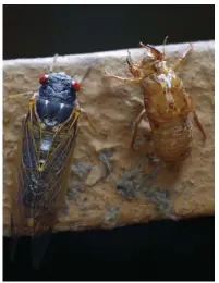  ??  ?? Children often collect the “locust shells” left behind when newly emerged cicadas shed their skin.