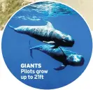  ??  ?? GIANTS Pilots grow up to 21ft