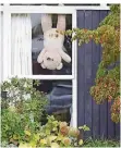  ?? FOTO: MARK BAKER/AP ?? Kopfüber präsentier­t sich dieser Bär hinterm Fenster.