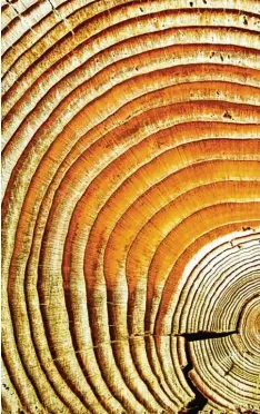  ?? Foto: Universitä­t Bologna, dpa ?? Bäume werden dicker, Menschen werden weiser: Mit jedem Lebensjahr, sagt Autor Reimer Gronemeyer, wachsen wir innerlich.