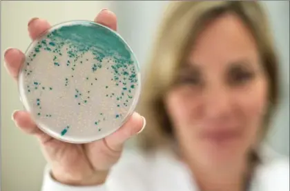  ?? MATHEW MCCARTHY, RECORD STAFF ?? Paula Young, a lab microbiolo­gist at Grand River Hospital, holds a dish of bacterial cultures, the end product of a new automated plate streaking machine. The device allows lab staff to get results from tests from pathogenic cultures quicker.