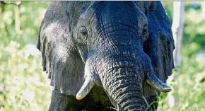  ?? — Reuters ?? The African elephant – as well as the manatee and the rock hyrax, both distant cousins of the elephant – have between seven and 11 additional copies of the LIF ‘zombie gene’.