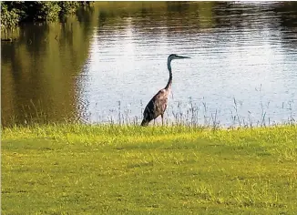  ??  ?? Phil Rushing took this photo at The Golf Club at Bradshaw Farm, Woodstock. According to Encycloped­ia Britannica, heron, any of about 60 species of long-legged wading birds, classified in the family Ardeidae (order Ciconiifor­mes), generally include...