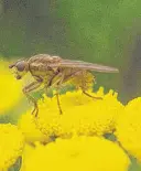  ?? CONTRIBUTE­D ?? A yellow dung fly rests on a tansy. Its larvae feed on animal dung and rotting vegetation, while adults feed on nectar, pollen, and smaller insects.