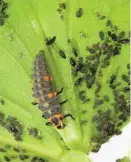  ?? Paul Lenhart via The New York Times ?? When feeding on toxic population­s of cowpea aphid, Asian lady beetles have stunted growth.