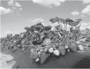  ?? RICH PEDRONCELL­I/ASSOCIATED PRESS ?? Plant scientist Douglas Shaw spent his career toiling in the fields in California to grow the perfect strawberry, one that was plump and bright red yet remained sweet.