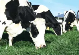  ??  ?? Spores in ryegrass litter can cause facial eczema when digested by cows and other grazing animals.