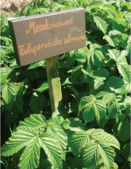  ??  ?? TOP / Cornelia tends to the weeds just as lovingly as the plants. ABOVE LEFT / The range of products covers haircare to kitchen cleaners. LEFT / Small batches are processed by hand. ABOVE / Cornelia and her family grow over 80 varieties of herbs.