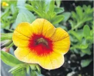  ??  ?? Calibracho­a plants are popular summer container flowers on sunny patios and decks.