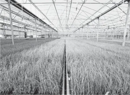  ?? JEFFEREE WOO Tampa Bay Times/TNS ?? Sea oats grow inside the greenhouse at the EarthBalan­ce nursery in Arcadia. EarthBalan­ce values sea-oat seeds at $500 to $1,000 per pound.