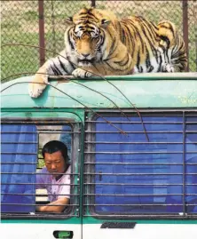  ?? Associated Press 2009 ?? A Siberian tiger crouches on top of a tourist bus at a branch of Harbin Breeding Center in northeast Liaoning province.