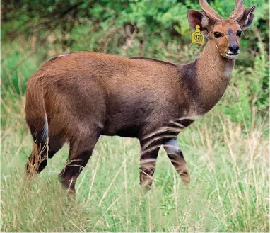  ?? FOTO: BCK PHOTOGRAPH­Y ?? Die foto van V2P is in Oktober verlede jaar geneem. Hy is sedert hy 18 maande oud was bykans twee jaar as enigste teelram gebruik, waarna hy met ’n horingleng­te van slegs 12 duim in afsonderin­g geplaas is.