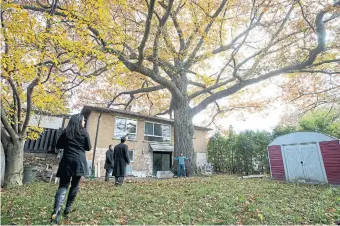  ?? CARLOS OSORIO TORONTO STAR FILE PHOTO ?? The oak tree, such as this red oak seen in a Toronto backyard in 2015, is now the city’s official tree. Oaks are solid and sensible, Heather Mallick writes, but we really should have voted for the pine.