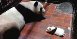  ?? — AP ?? TOKYO: In this photo released by Tokyo Zoological Park Society, a giant panda cub lies down on the floor with its mother ShinShin at Ueno Zoo in Tokyo.