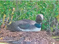  ??  ?? A common loon sits on her nest on a tiny lake only accessible by paddle or oar in the Madawaska Valley.